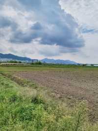 부산에서도 예쁜 팜파스를 볼수 있어요🌾