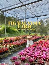 A fig farming and nursery in Janda Baik 🌿