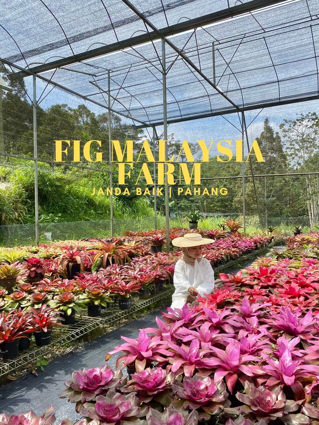 A fig farming and nursery in Janda Baik 🌿