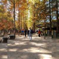 Nami Island Stunning Foliage