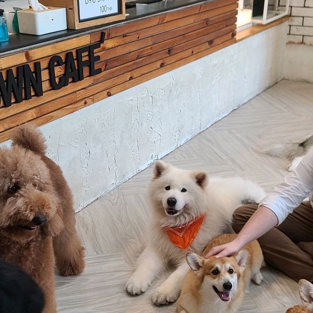 Dog In Town Ari - A lovely dog cafe