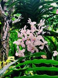 A Tranquil Escape at Buddha Tooth Relic Rooftop Garden