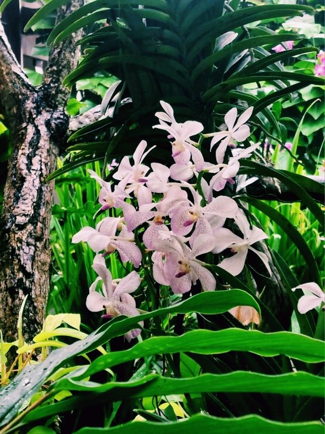 A Tranquil Escape at Buddha Tooth Relic Rooftop Garden