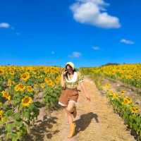 ทุ่งทานตะวันเขาใหญ่ บานสะพรั่งรับลมหนาว🌻