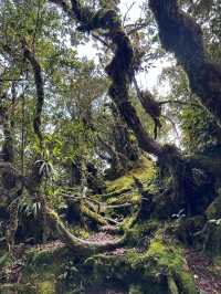 Mind blowing Mossy Forest 🌳 