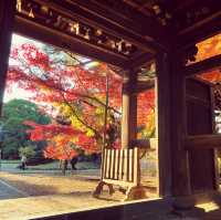 ฤดูกาลใบไม้เปลี่ยนสี🍁