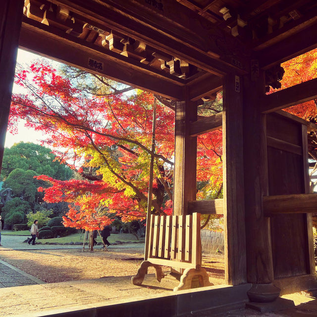 ฤดูกาลใบไม้เปลี่ยนสี🍁