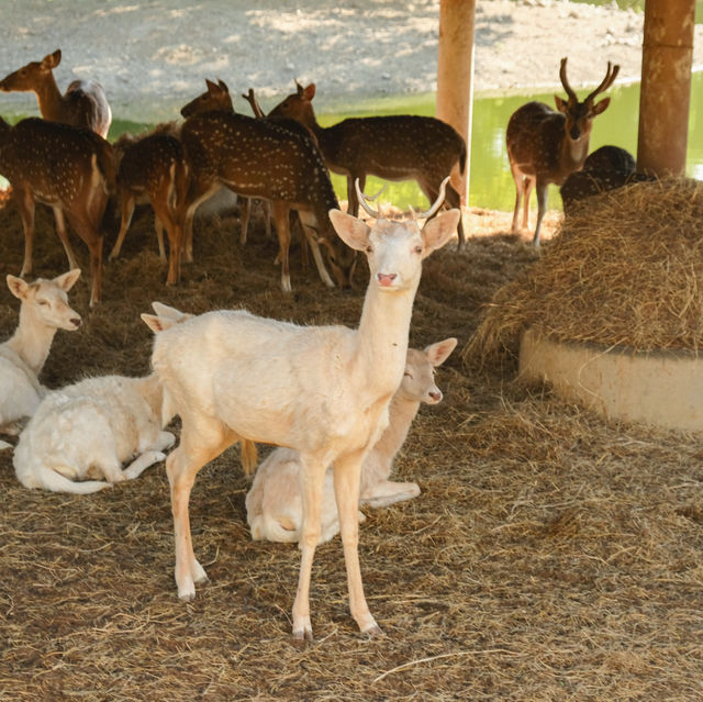 Safari Park บ่อพลอย (Tour ปกติ)