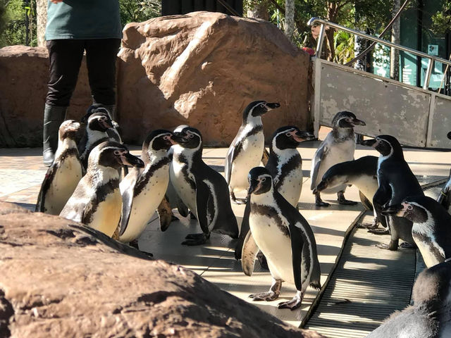 ดูโชว์เพนกวิน ที่สวนสัตว์เปิดเขาเขียว 