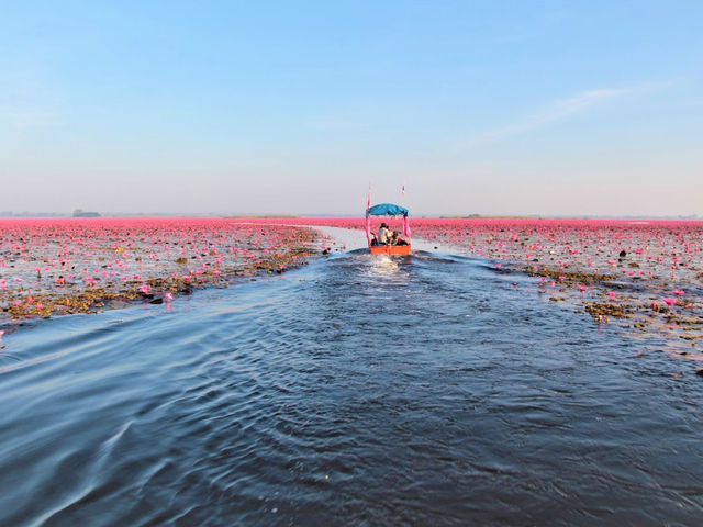 ทะเลบัวแดง จ.อุดรธานี