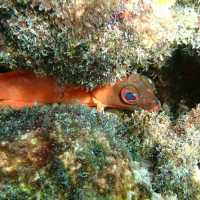 Iboih, Aceh snorkeling.. moment to joy