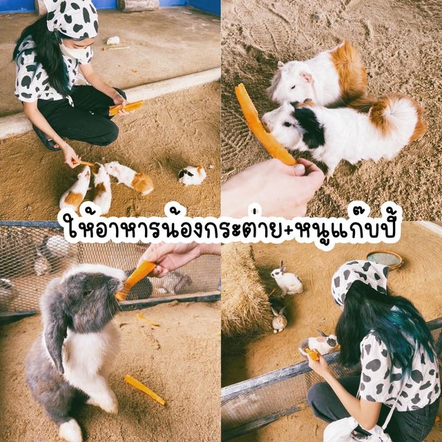 #แลนด์มาร์คระยอง #ที่เที่ยวระยอง #ปางช้างระยอง