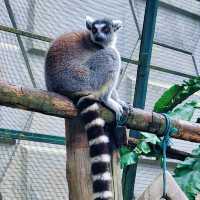 Marvelous Petting Zoo in the city!