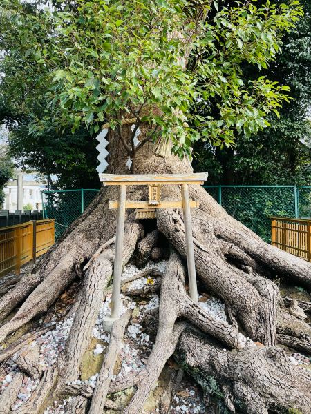 木の根 オブジェ 天然 骨董 天然木、骨董品、置物 アンティーク 木の根 オブジェ 天然 骨董 天然木、骨董品、置物 アンティーク