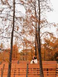 深圳｜絕美落羽杉🍂景緻
