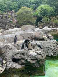 Yokohama Zoological Gardens “Zoorasia” 
