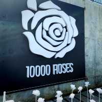 10000 Roses Cafe + Sto Nino Church