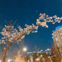 “Tancheon” with cherry blossoms in bloom