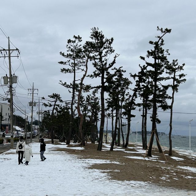 경포해변, 겨울바다의 매력 속으로❄️