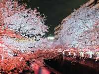 Meguro River Cherry Blossoms Promenade