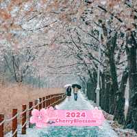 Blossom-Filled Exploration of Korea's Streets