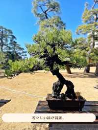 【東京|白金台】無料の日本庭園🌸
