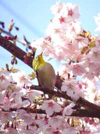【新河岸川・宮下橋/埼玉県】川に流れ込むかのような美しい河津桜