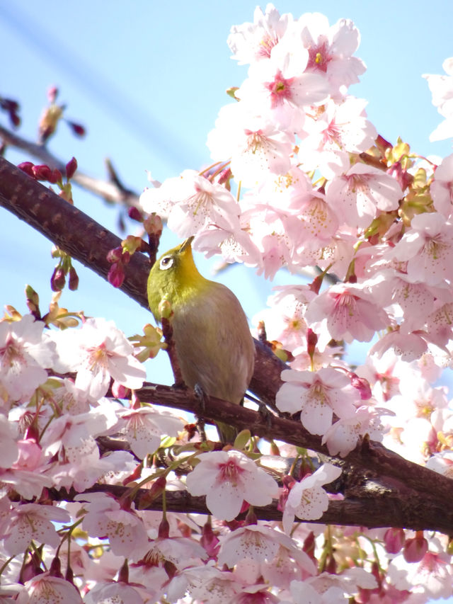 【新河岸川・宮下橋/埼玉県】川に流れ込むかのような美しい河津桜