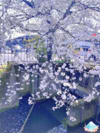 🌸哲學之道：京都山麓的春日漫步🌸