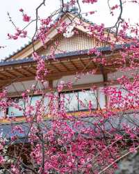 This Shrine is very nice and worth visiting.