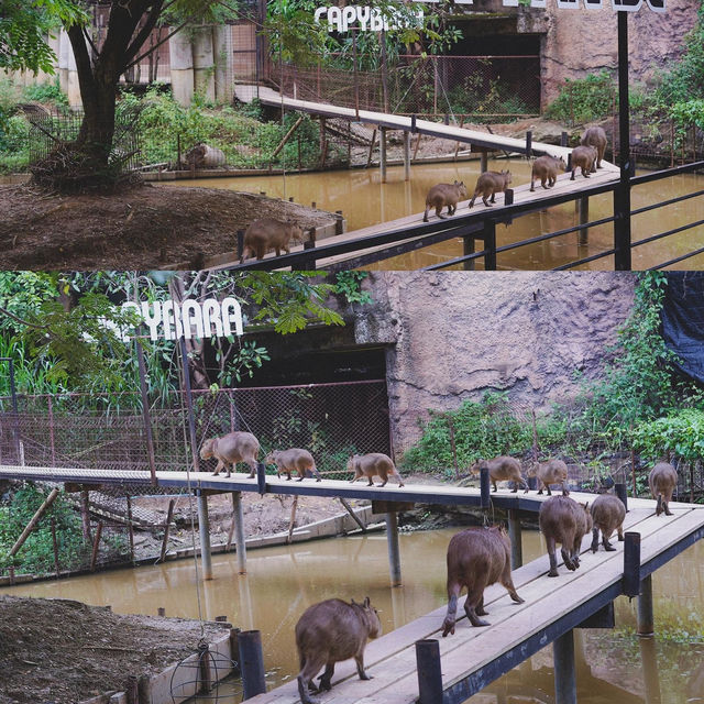 สวนสัตว์ขอนแก่น