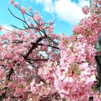 京都　淀水路の河津桜