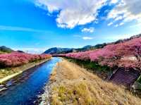 Kawazu Sakura, Shizuoka