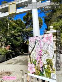 【検見川神社/千葉県】検見川さくら祭り2024