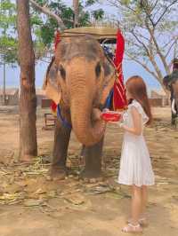 芭提雅 | 騎大象🐘餵大象跟小動物們玩 | 真理聖殿