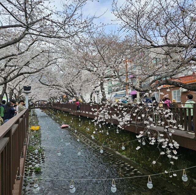 驚心動魄的鎮海櫻花🌸