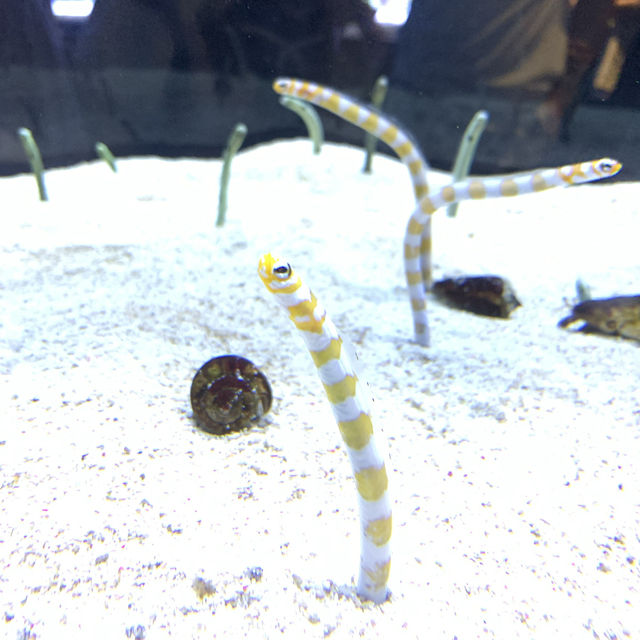 【写真映えする水族館★】すみだ水族館