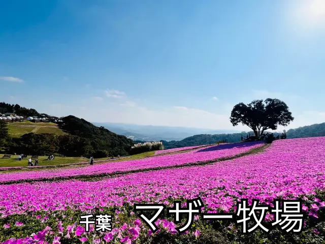 【君津/千葉】お花畑🌸大人も子ども楽しめるスポット