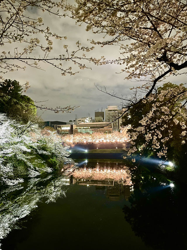 【千鳥ヶ淵/東京都】さくらまつり夜桜ライトアップ