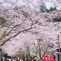 🌸ชมซากุระที่ถนนซากุระSugi no baba