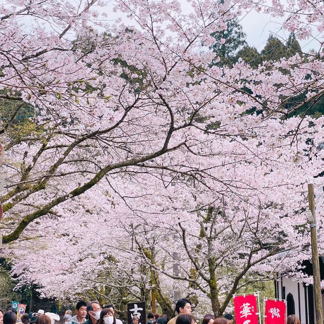 🌸ชมซากุระที่ถนนซากุระSugi no baba