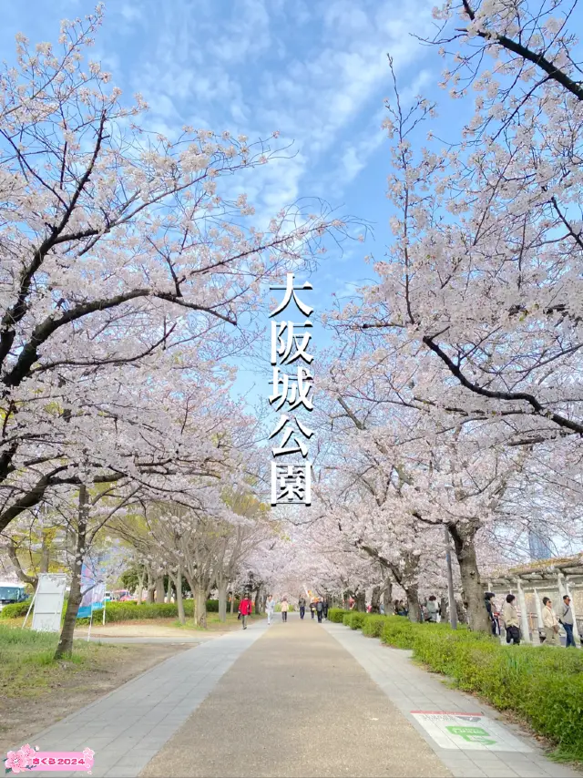 【2024年桜】大阪城公園ちょっと穴場の桜