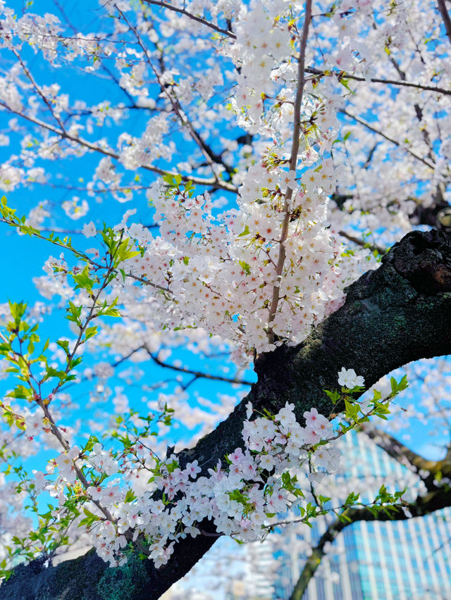 【東京・千鳥ヶ淵】王道!!大人気桜スポット