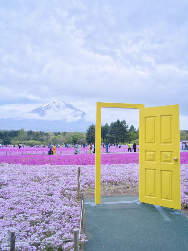 【山梨】上の桜から下の桜へ🌸首都圏最大級✨映え意識高すぎスポット紹介🤩※映え情報付き 