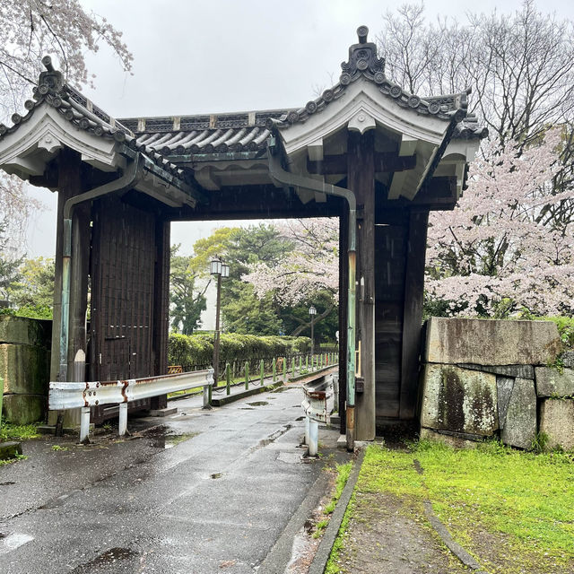 【名古屋城】雨模様の名古屋城と桜🌸