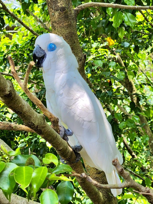 Bird Paradise