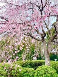 【櫻木神社/千葉県】桜最盛期の桜の代表的神社