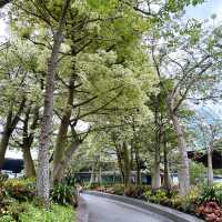 Cactus Valley in Garden By the Bay