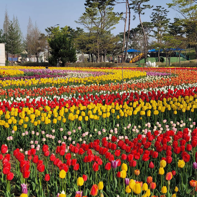 Beautiful Flowers view of Munam Park