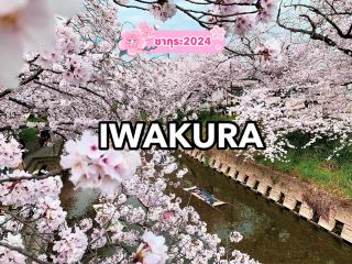 Gojo River IWAKURA AICHI🌸🌸